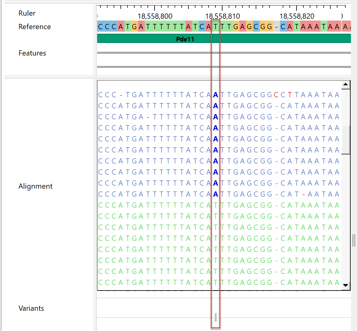 2025-03-24_12-28-30b_zv05a8 PacBio Hifi sequencing workflow results displayed in GenVision Pro